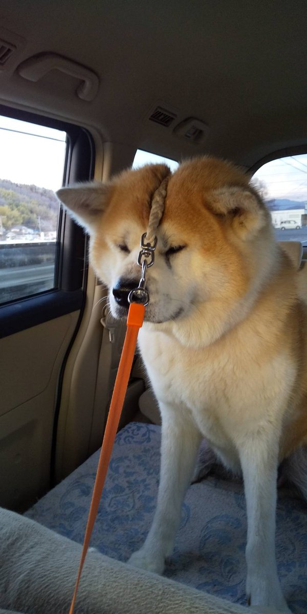 #リードの斬新な使い方
こうなってても動じないのが
秋田犬…🤭🤭🤭🎶