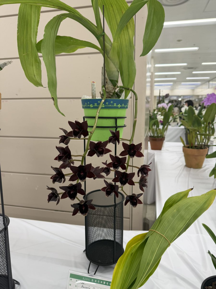 タケノコ蘭　クロウェセタム　ジャンボレース タケノコ蘭 クロウェセタム ジャンボレース