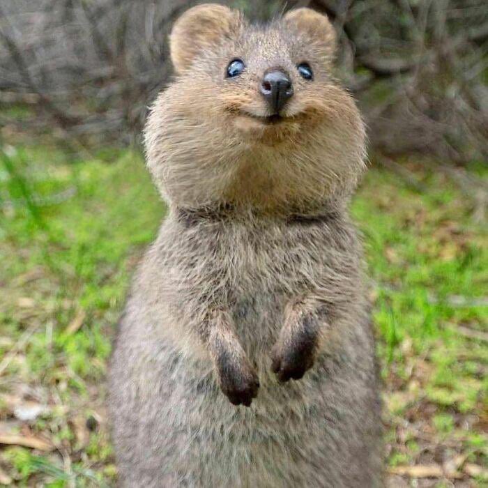 MarcusMay73's tweet photo. @johnhawkinsrwn @BriannaWu Wanna know who? Mother Fucking Nature, that’s who. Because according to your logic, who’s to say I’m not a fucking quokka, the genetically always-smiling adorable rodent? Live and let live, right?

JFC, you people. https://t.co/6TI4FlI6v7