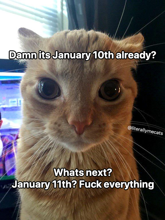 LiterallyMeCats (@literallymecats) on Twitter photo 