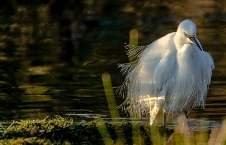Art of the Day! "Little Egret". Buy at: ArtPal.com/nortoncliff?i=…