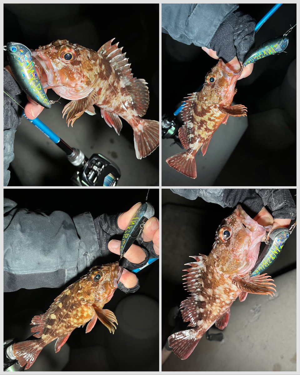 chikyu523's tweet image. エビコン縛りでカサゴゲーム🙆‍♂️
チビから大型まで😆

フックはメガバスの鬼手仏針10番、これも鮎針ベースです。

ちょこちょこ動かしてからのロングステイ。
大型プラグはアクションに緩急付けて攻撃させます。

威嚇バイトでも初期掛かりするので、ゆっくり大きくスィープ‼️