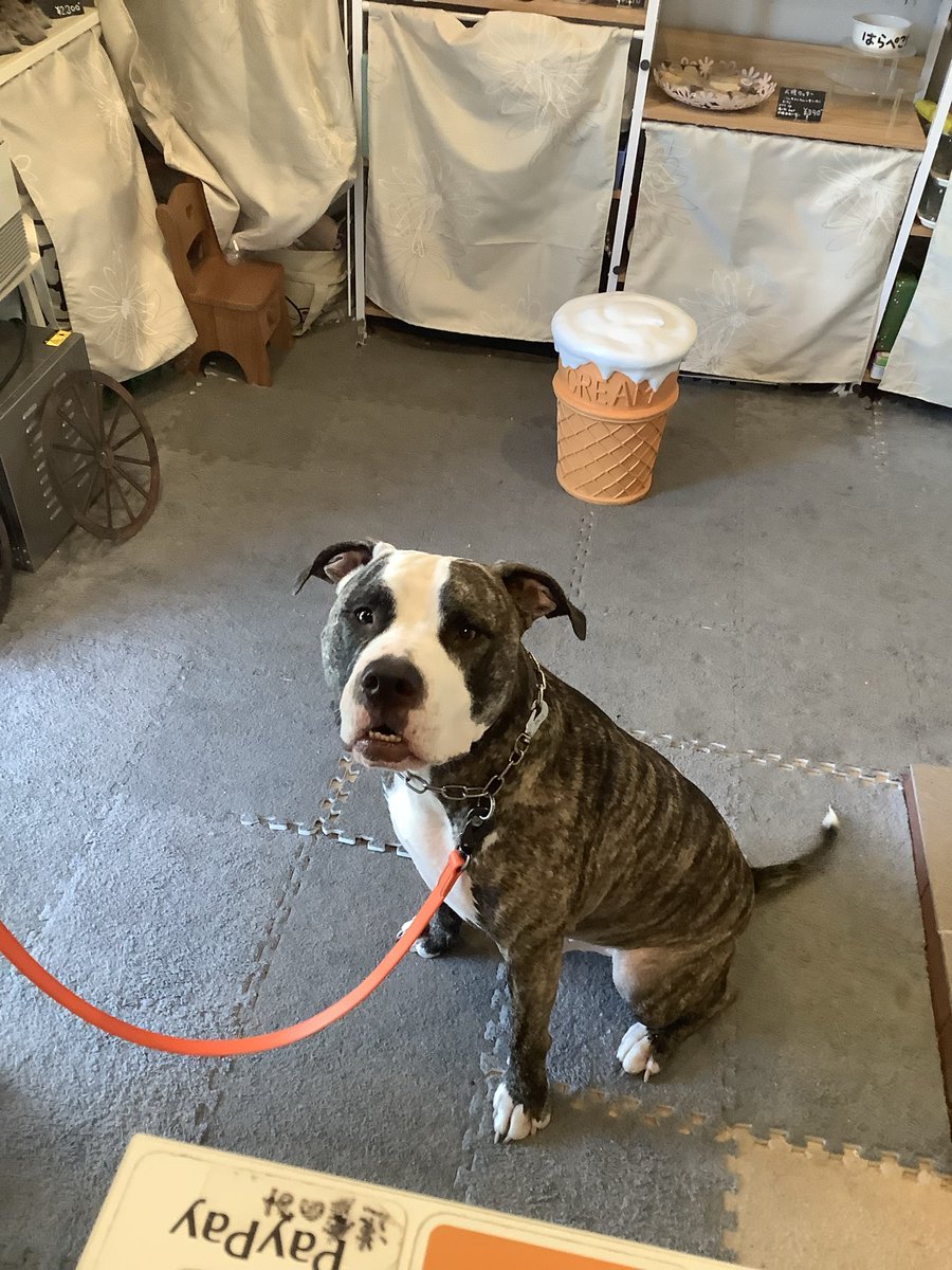 ピットブルのRAUL君、ご来店ありがとうございました❤️
いつもおりこうでとっても友好的なRAUL君☺️ちゃんとママの指示を待っていられます😆
#ピットブル　
#ご来店わんこ