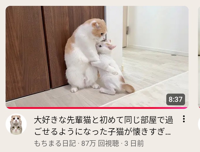 あんころもち様♡ありがとうございます♡ もちまる＆はなまる (@catmotimaru) / Posts / X