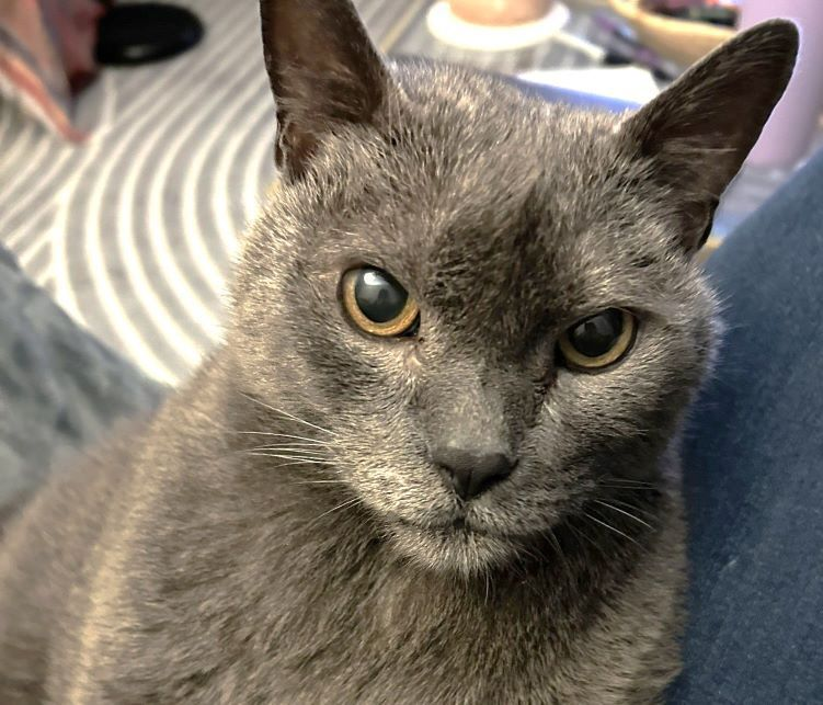 sachikoko's tweet image. 👉🏽SENIOR ALERT🙏🏽PLEASE SHARE
💞Sweet 13YO #Senior #Bonded Siblings BAMBOO &amp;amp; BEAN💞
📣Need A Quiet #FureverHome🏡Together
▶️cattownoakland.org/adopt?catId=22…
▶️cattownoakland.org/adopt?catId=22…
🙏🏽#AdoptDontShop
#Oakland, #CA #SF #SpecialNeeds 
➡form.jotform.com/cattownoak/ado… 
✅Teens #CatTownOakland #Cats