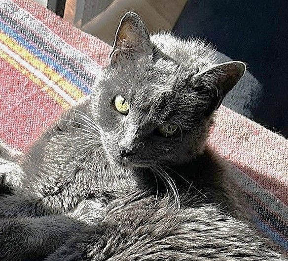 sachikoko's tweet image. 👉🏽SENIOR ALERT🙏🏽PLEASE SHARE
💞Sweet 13YO #Senior #Bonded Siblings BAMBOO &amp;amp; BEAN💞
📣Need A Quiet #FureverHome🏡Together
▶️cattownoakland.org/adopt?catId=22…
▶️cattownoakland.org/adopt?catId=22…
🙏🏽#AdoptDontShop
#Oakland, #CA #SF #SpecialNeeds 
➡form.jotform.com/cattownoak/ado… 
✅Teens #CatTownOakland #Cats