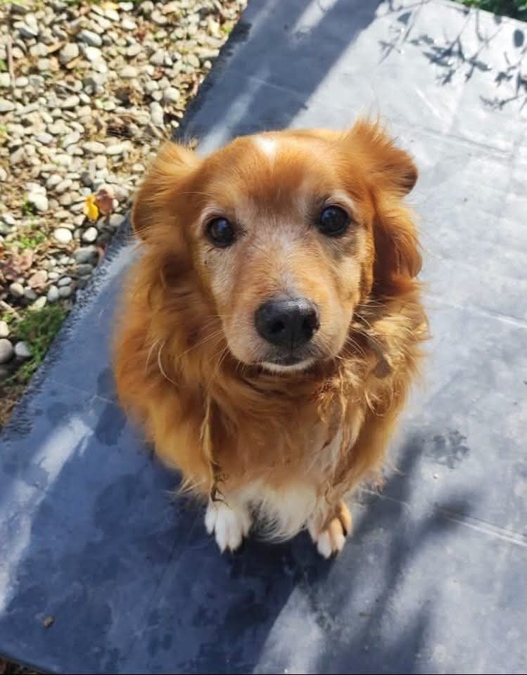 Quasi 19 anni. TOBIA è un nonnino dolce rifiutato dopo una vita trascorsa in giardino. Non ha avuto niente dalla vita,solo sofferenza. Un regalo per l'ultimo periodo della sua vita: l'amore di una famiglia.
Canile di Modena, adozione in zona.☎️3336714506
#viral
#trending
#news