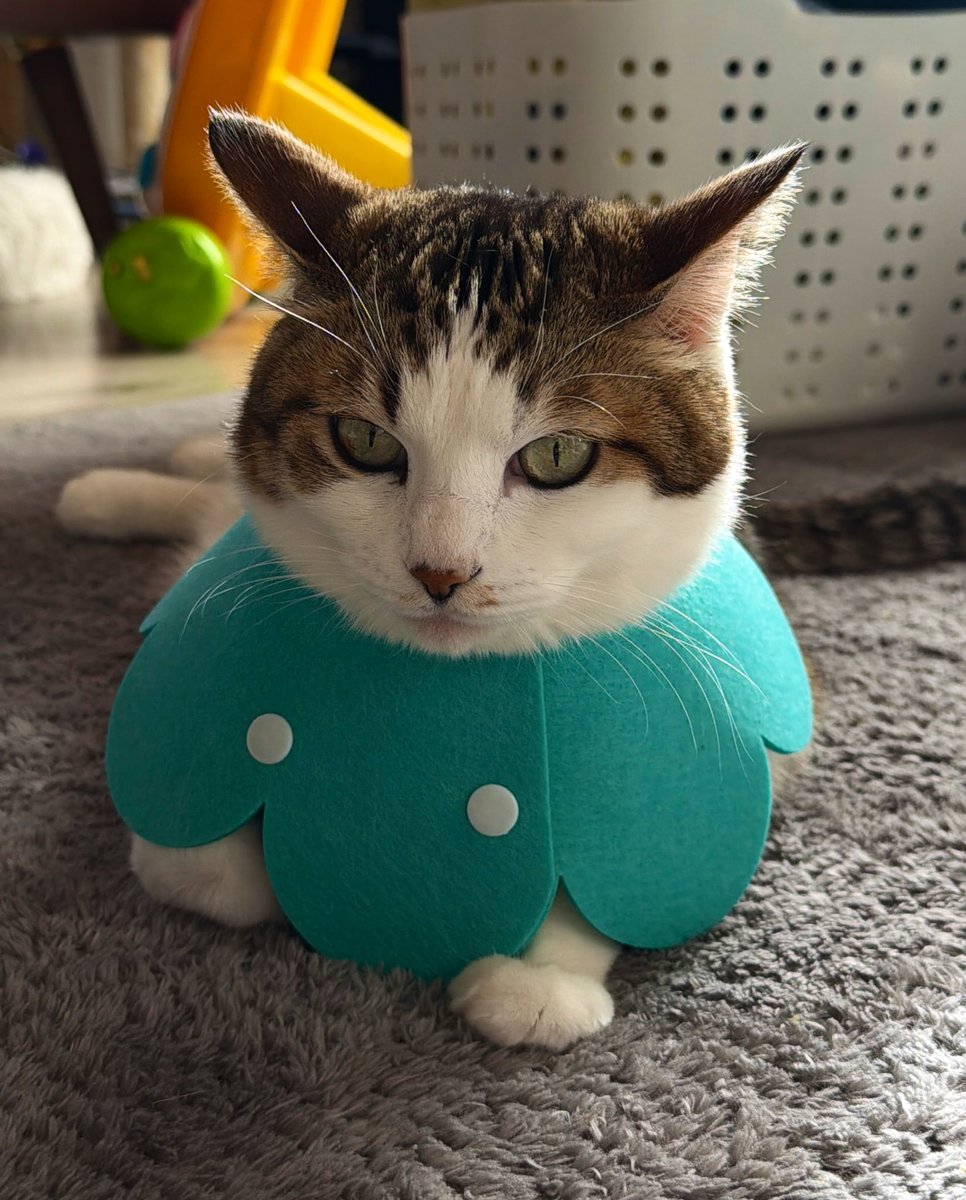 冬猫 冬の乾燥肌で毛づくろいしすぎてしまうため猫用カラーを新調したのです
