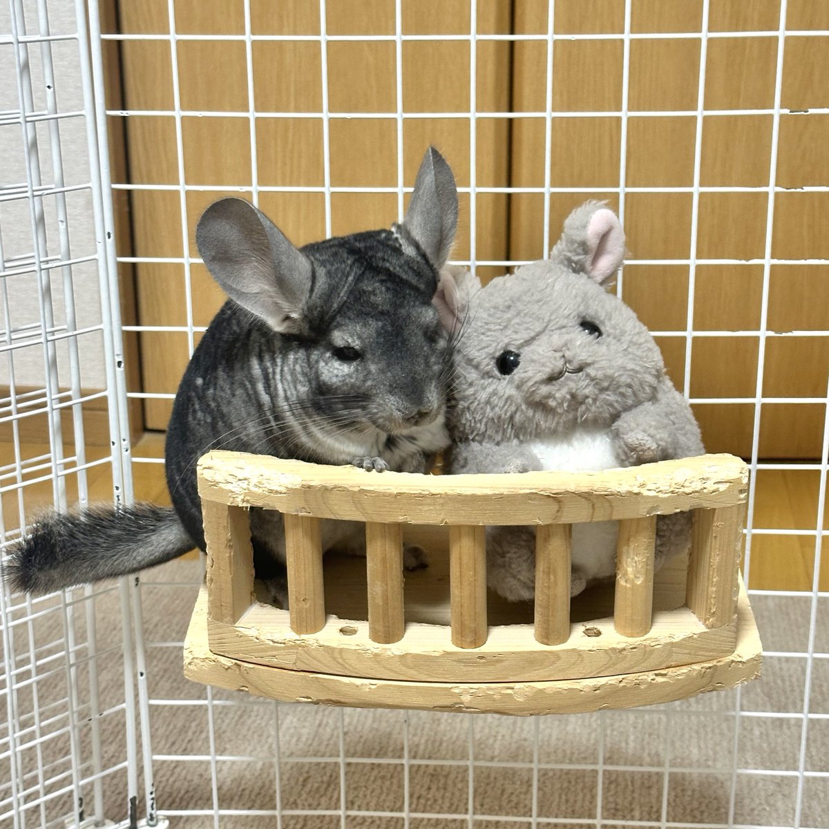 ちーこっこ🐭 (@koyukineko9) / Posts / X