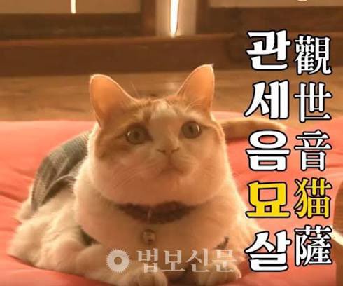 [공식]

냥국  대통령,키티는
모든 직을 내려놓고
자연인이 되어
출가하기로 하였습니다.

권력은 번뇌를 낳고
번뇌는 피드를 어지럽히는 바,
이제 산으로 들어가
묘생무상을 실천하고자 합니다.

나무아미타불

— 출가묘, 키티