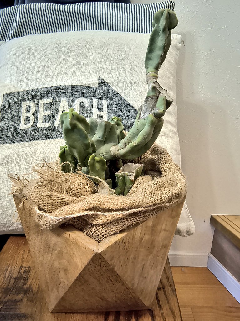 小泉今日子 KK60 ～コイズミ記念館～ KYOKO KOIZUMI TOUR 2026 FC会員