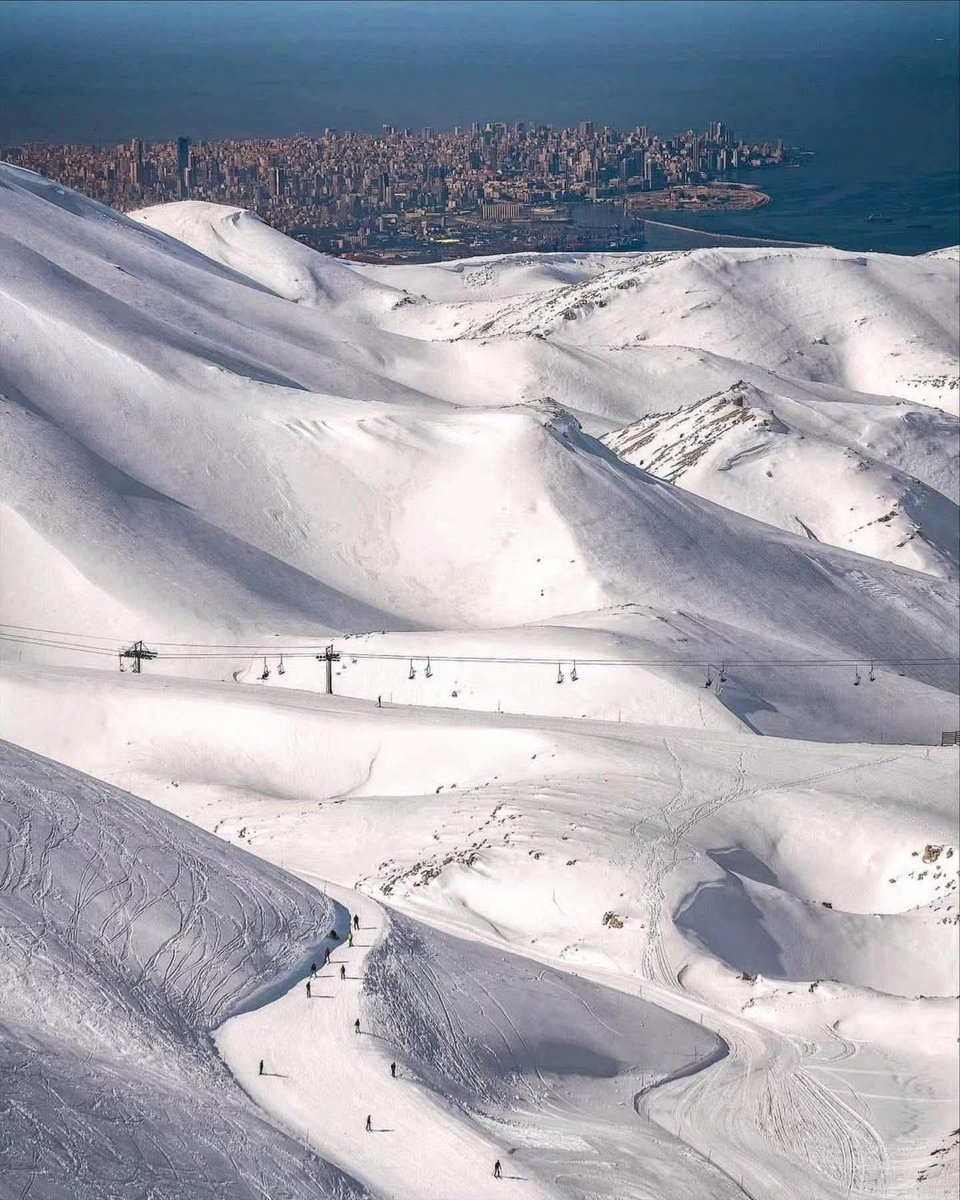 Layal Masri tweet media