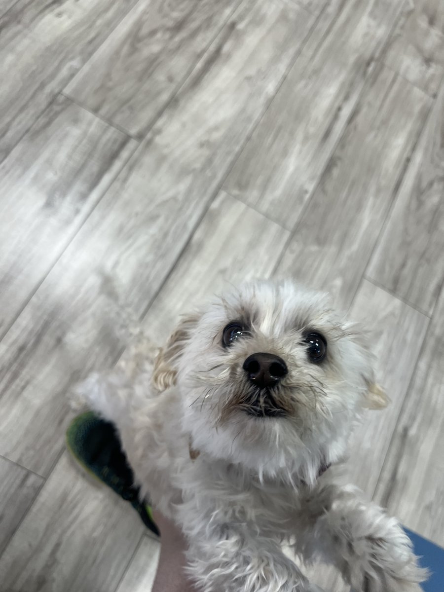 dog at the job say hi to peanut