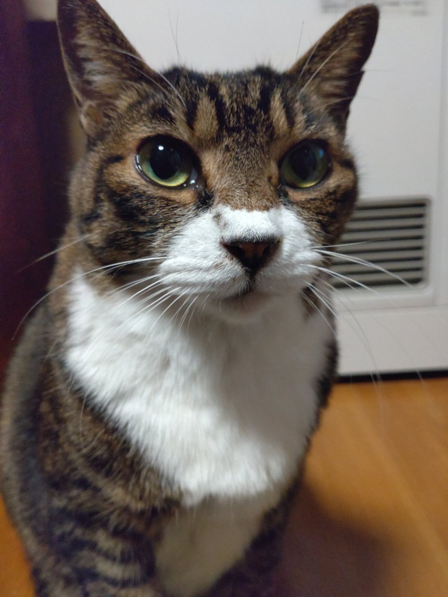 ちぴネコ (@chipi25dec) / Posts / X