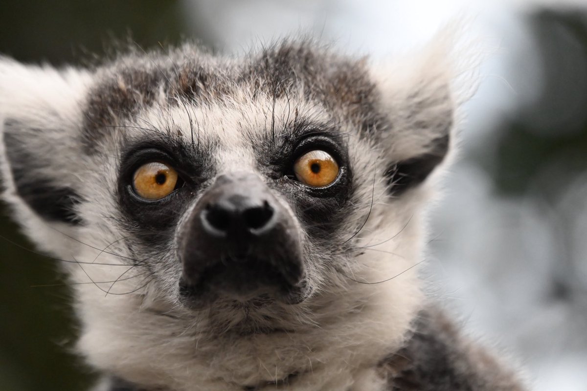 #TLにワオキツネザルのドアップ画像をあげて人々を幸せにしよう計画