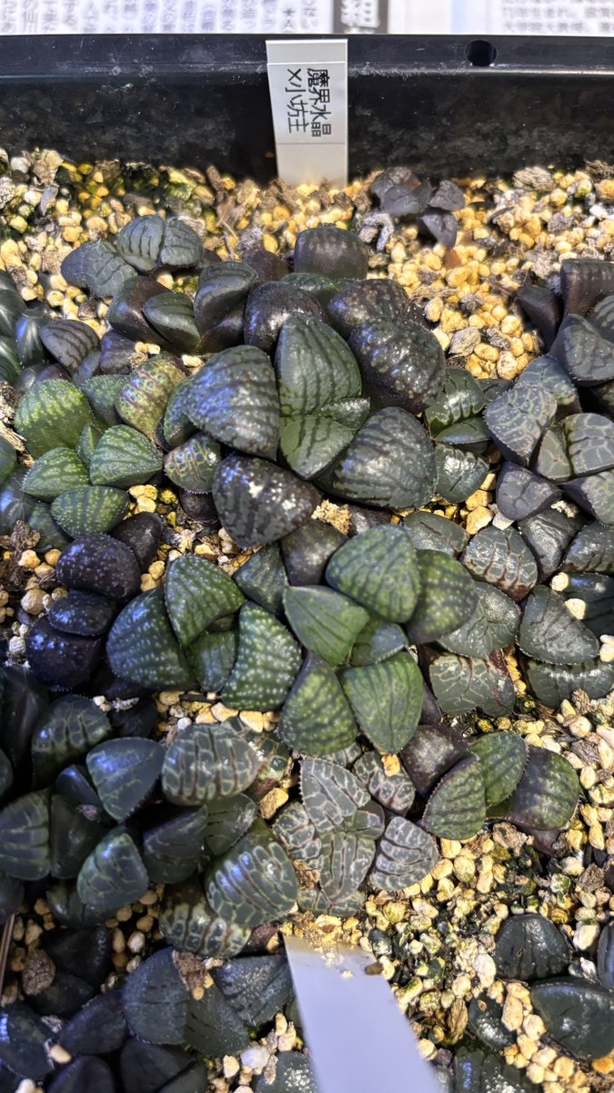 GreenBros (@GreenBros_2025) / Posts / X