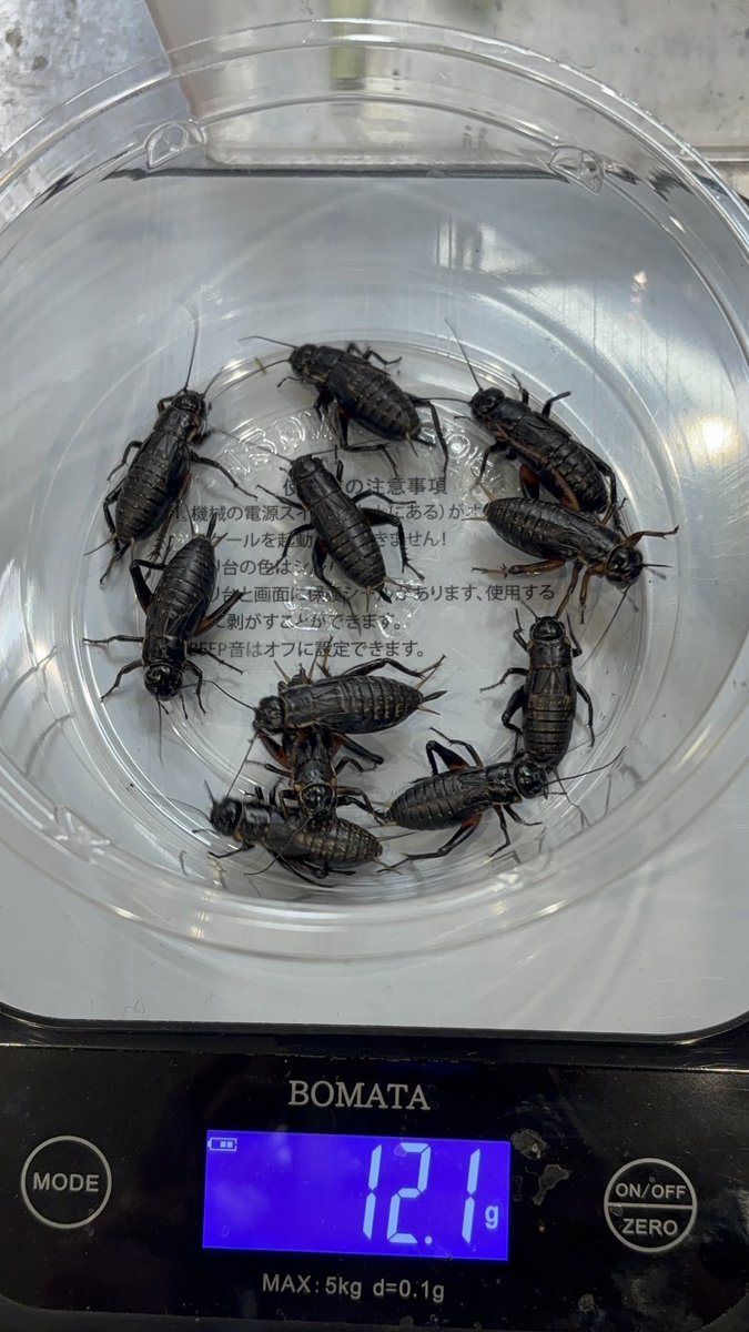 ⚠️活エサに野菜を与える重要性⚠️
野菜を与える前、与えた後は重さが違います。
エサを与えなくても長期間生きているミルワームやデュビア、レッドローチにエサを全く与えていない状態では栄養価が著しく偏り、こうしたものだけを食べている長期飼育下の爬虫類は体調を崩す原因となる可能性があります。