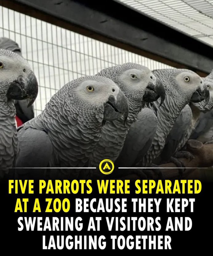 frzzntuna's tweet image. This is txt