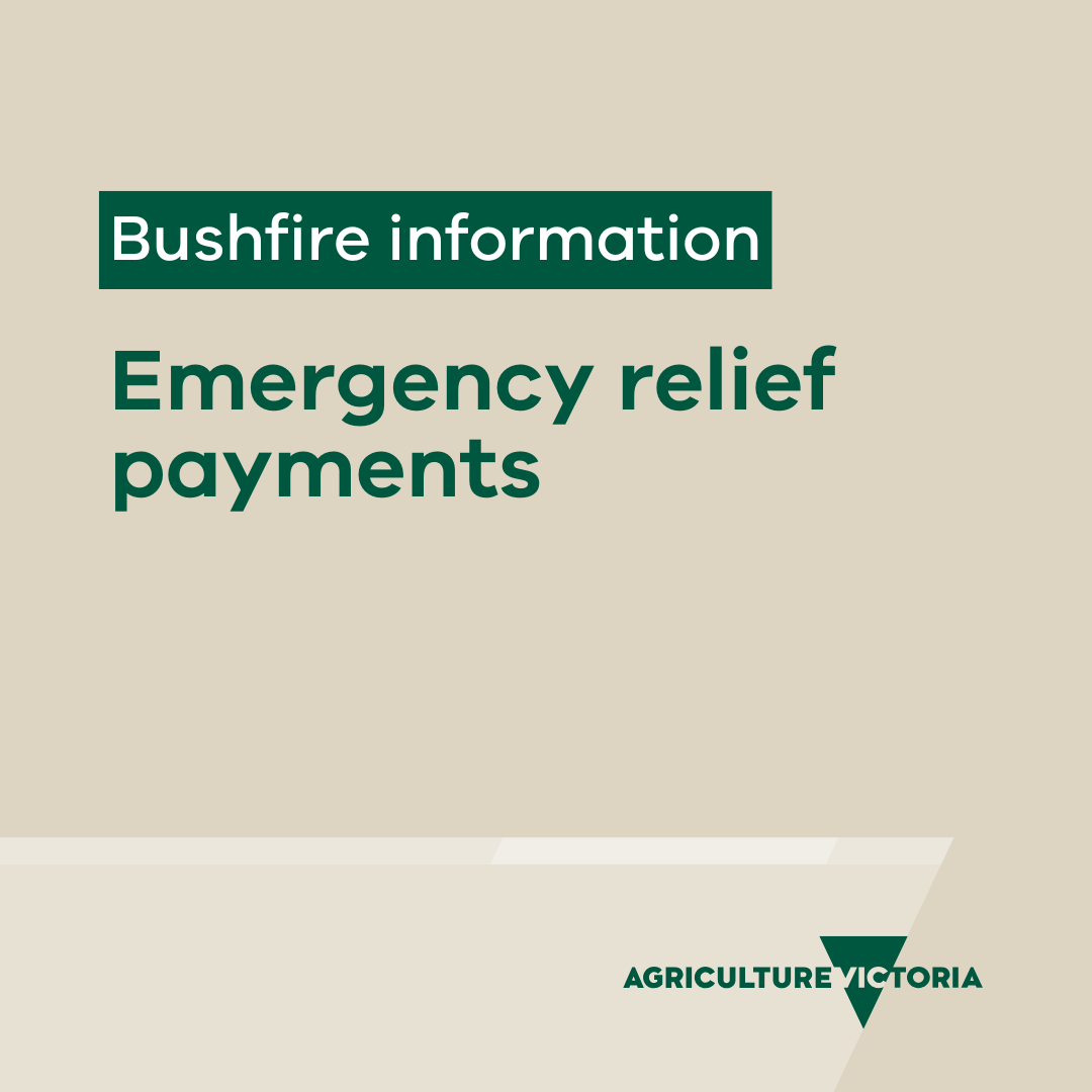 VicGovAg's tweet photo. Emergency relief payments are now available for eligible people impacted by the bushfires. 

If you have immediate relief needs, check the VicEmergency website to see if you are eligible 👉 https://t.co/k8rj16QW4y https://t.co/3Jm7VWOMgC
