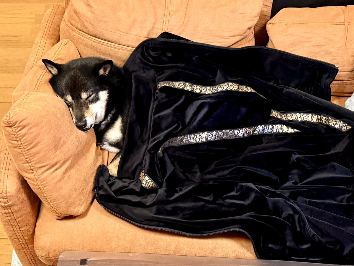 kuromame0904's tweet image. お昼寝わんこ

#COMBIO
#豆柴 #柴犬 #黒豆柴連合会