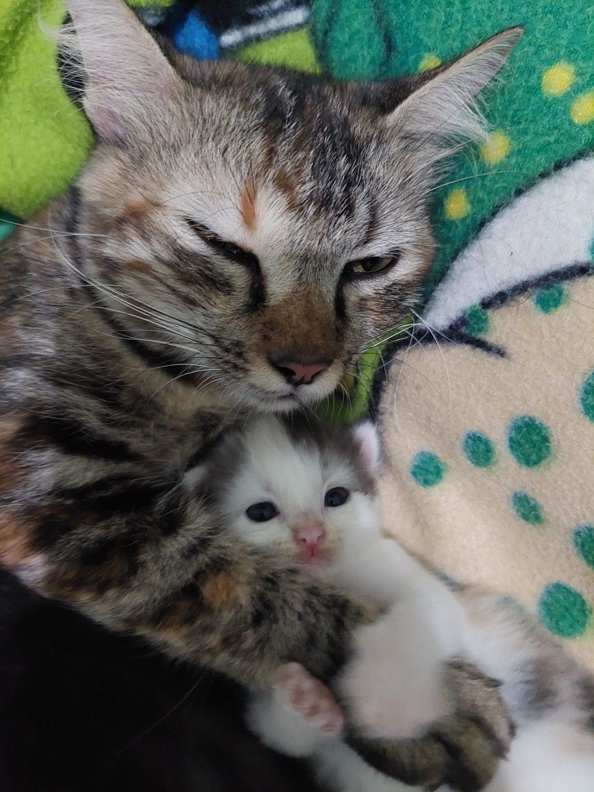 No Cats No Life (@nocatsnolife_m) on Twitter photo 
