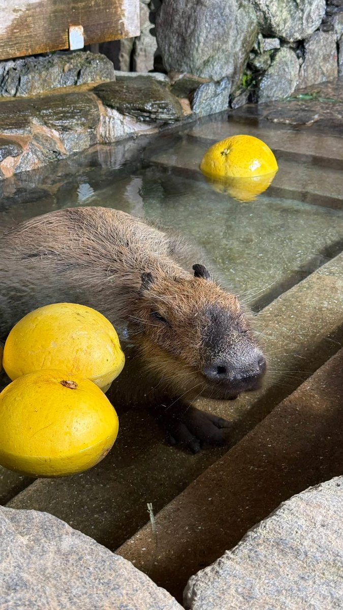 capybarabath's tweet image. 【カピバラの露天風呂】
第14回カピバラの長風呂対決 の結果発表です！
第1位　長崎「ぷるーん」1時間45分18秒
第2位　那須「こはる」1時間32分17秒
第3位　伊豆「トリュフ」1時間26分57秒
第4位　埼玉「ヘチマ」1時間23分06秒
第5位　石川「シータ」17秒
今年の優勝はぷるーん！おめでとう✨