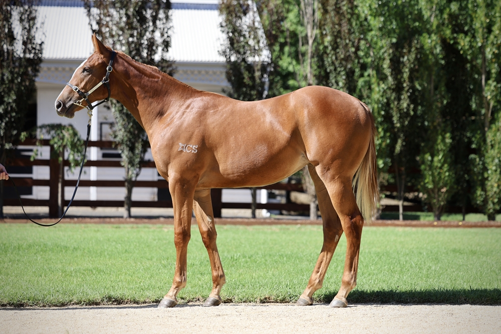 breednet's tweet photo. Always forgive a good horse one bad run, 420k MM purchase Shiki bounces back into MM 2YO Classic contention winning Aquis Gold Pearl, her half-sister by Ole Kirk to sell next week  https://t.co/wmhxHO1jgG   @mmsnippets @Riverstone113 @CornerstoneStud @GaiWaterhouse1 https://t.co/LEOvDdAufN