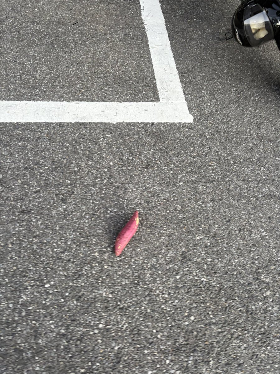 駐車場でサツマイモタイム始まってた🍠