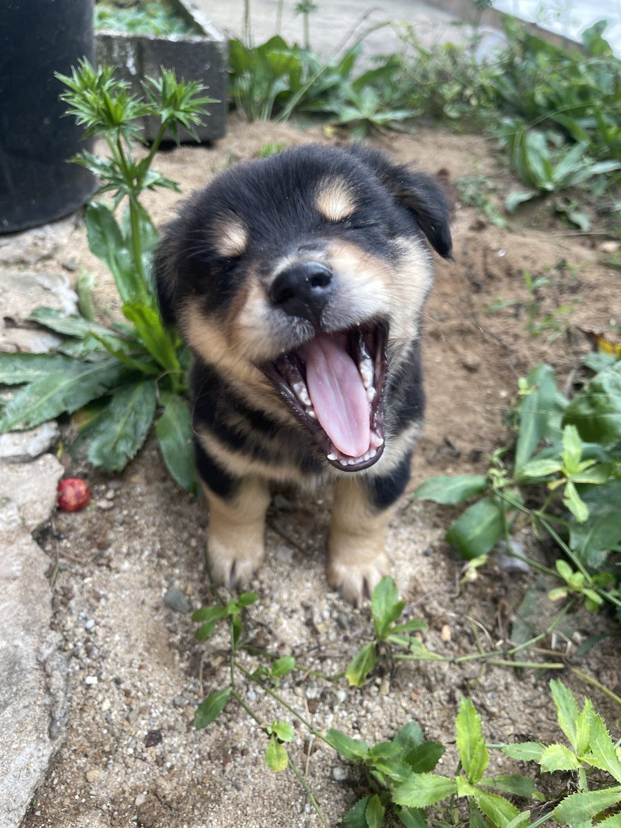 nooniiz_nn's tweet image. 🥳สุขสันต์วันเด็กค้าบ โตมาไม่เปนเด้กดื้อแบบพิน้าน้อนๆ1ขวบ พิ2ขวบผ่านมาหมดแย้วววว ~ 🐶🐾