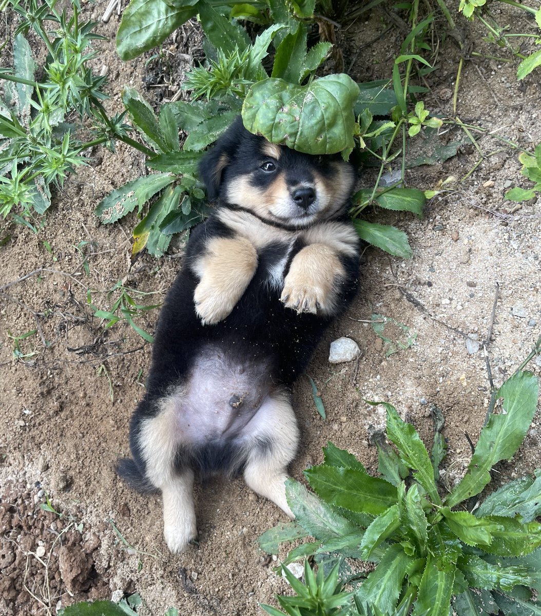 nooniiz_nn's tweet image. 🥳สุขสันต์วันเด็กค้าบ โตมาไม่เปนเด้กดื้อแบบพิน้าน้อนๆ1ขวบ พิ2ขวบผ่านมาหมดแย้วววว ~ 🐶🐾