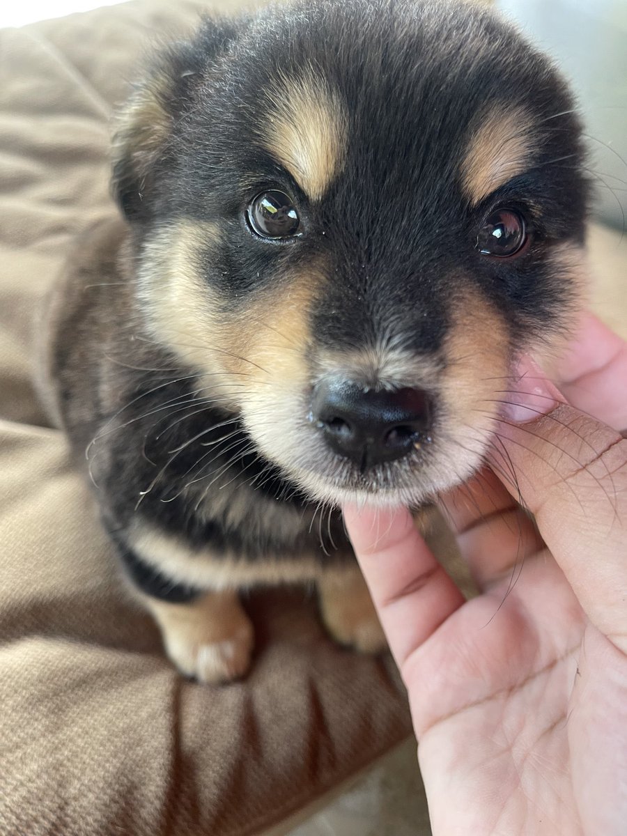 nooniiz_nn's tweet image. 🥳สุขสันต์วันเด็กค้าบ โตมาไม่เปนเด้กดื้อแบบพิน้าน้อนๆ1ขวบ พิ2ขวบผ่านมาหมดแย้วววว ~ 🐶🐾