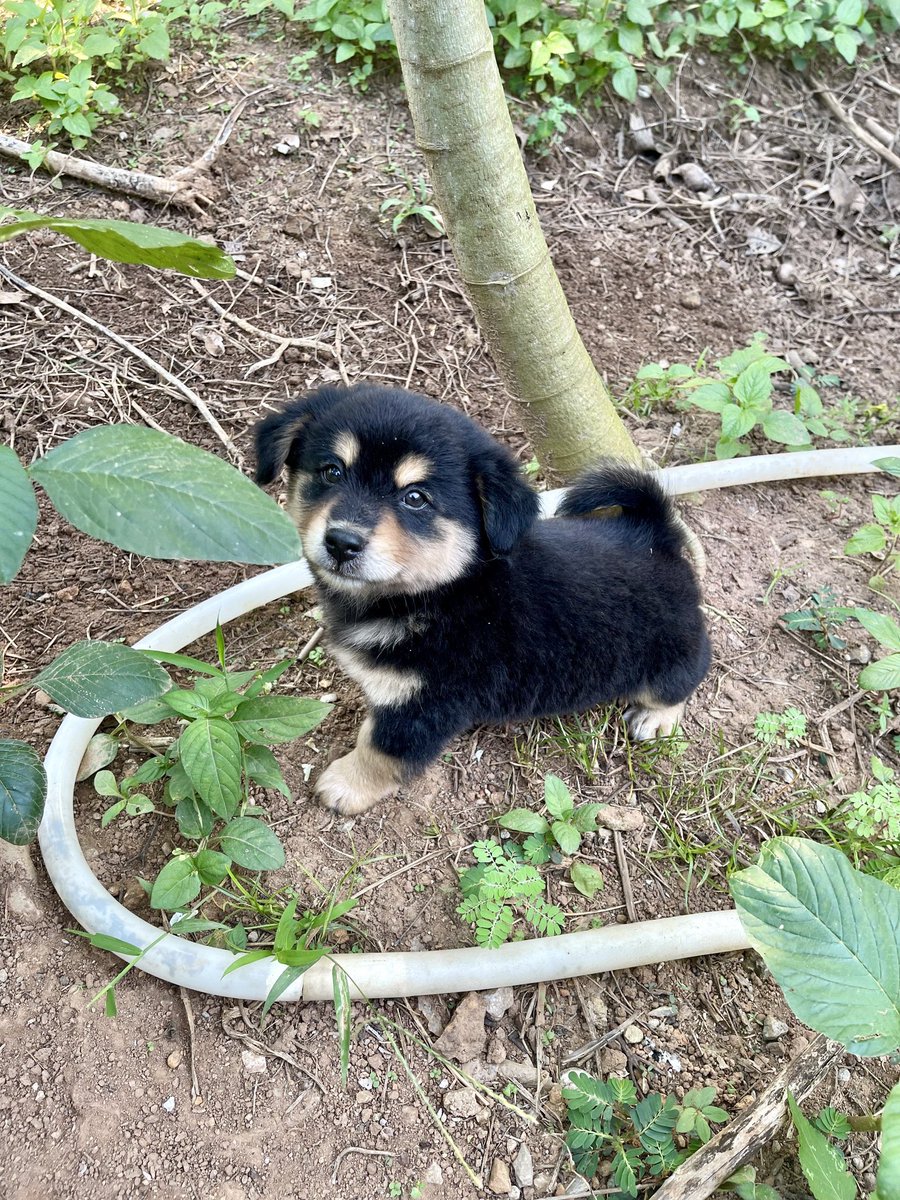 nooniiz_nn's tweet image. 🥳สุขสันต์วันเด็กค้าบ โตมาไม่เปนเด้กดื้อแบบพิน้าน้อนๆ1ขวบ พิ2ขวบผ่านมาหมดแย้วววว ~ 🐶🐾