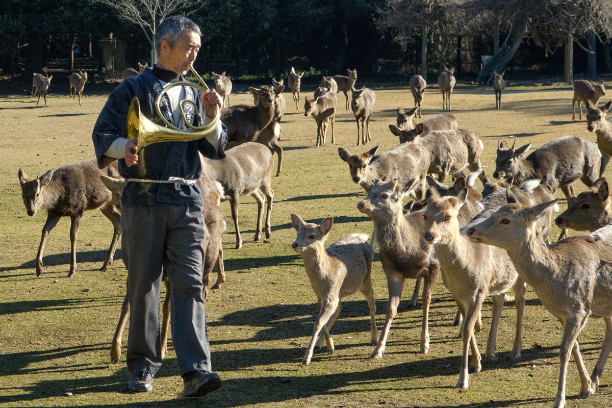 奈良でしか見られない！？❄冬の鹿寄せ🦌／ 本日1月10日から #冬の鹿