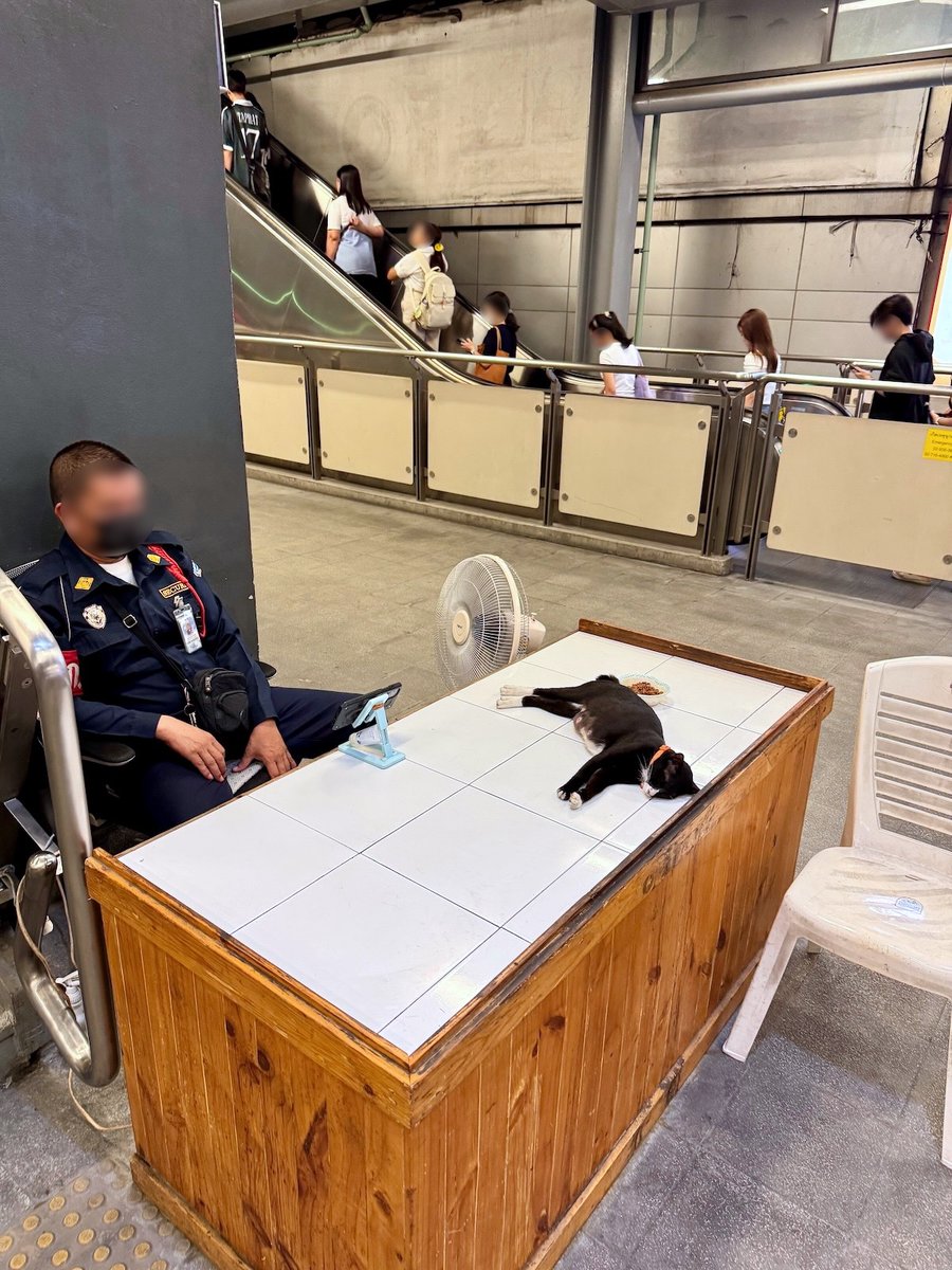 fandee's tweet image. バンコクの日常。MRTパホンヨーティン駅の猫。警備員さんより猫がいる日の方が多い（笑