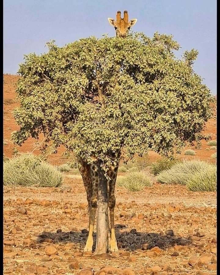 AmazingNature00's tweet photo. Nobody sees! 😂😂 https://t.co/p5oZLIruv8