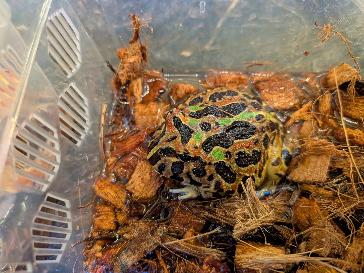 カエル あーー最高だね😆