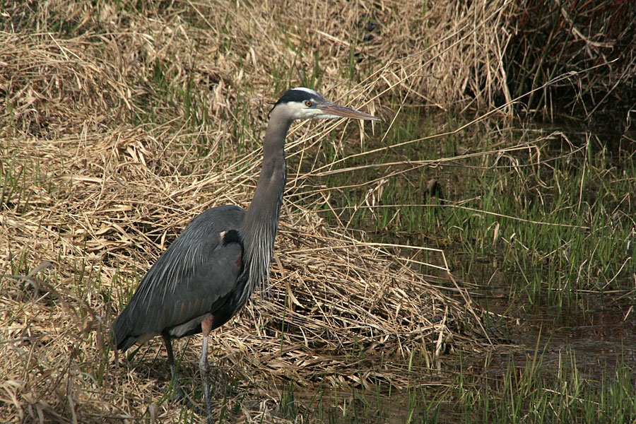 Blue herons jamboree at the pond of Colony Farm, <a href="/CityofPoCo/">City of Port Coquitlam</a> <a href="/CBCOnTheCoast/">CBC On The Coast</a> <a href="/bcmagazine/">B.C. Magazine</a> <a href="/HelloBC/">Super, Natural British Columbia</a> <a href="/ExploreCanada/">Canada</a> <a href="/NatGeoTravel/">Nat Geo Travel</a> <a href="/NatGeo/">National Geographic</a>