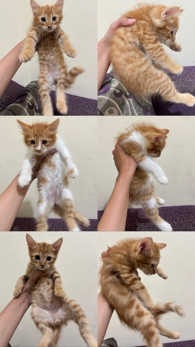str4berrychaa's tweet photo. Free Adopsi Kucing ๐ฑ
Umur ยฑ 2 bulan
Lokasi: Jakarta Timur
Kitten aktif, sehat, dan sudah makan dry food (makanan kering).
Sudah pup & pipis di pasir (litter trained)
Dicari adopter yang serius, amanah, dan siap merawat kucing dengan baik.
#adopsikucing #kucinggratis #kucing https://t.co/NXnGgZ9r2W