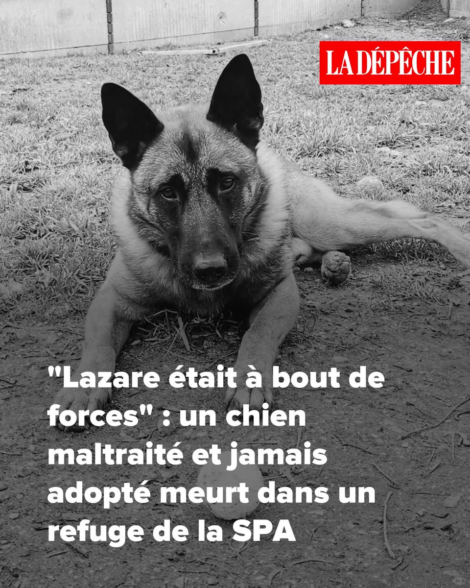 AdeaClaude's tweet photo. Repose en Paix mon beau 🙏
Que celui qui t'a maltraité aille brûler en enfer 😡😡😡

"Lazare était à bout de forces" : un chien maltraité et jamais adopté meurt dans un refuge de la SPA
➡️ https://t.co/aSfrb8GilA https://t.co/wYlTssvB5Y