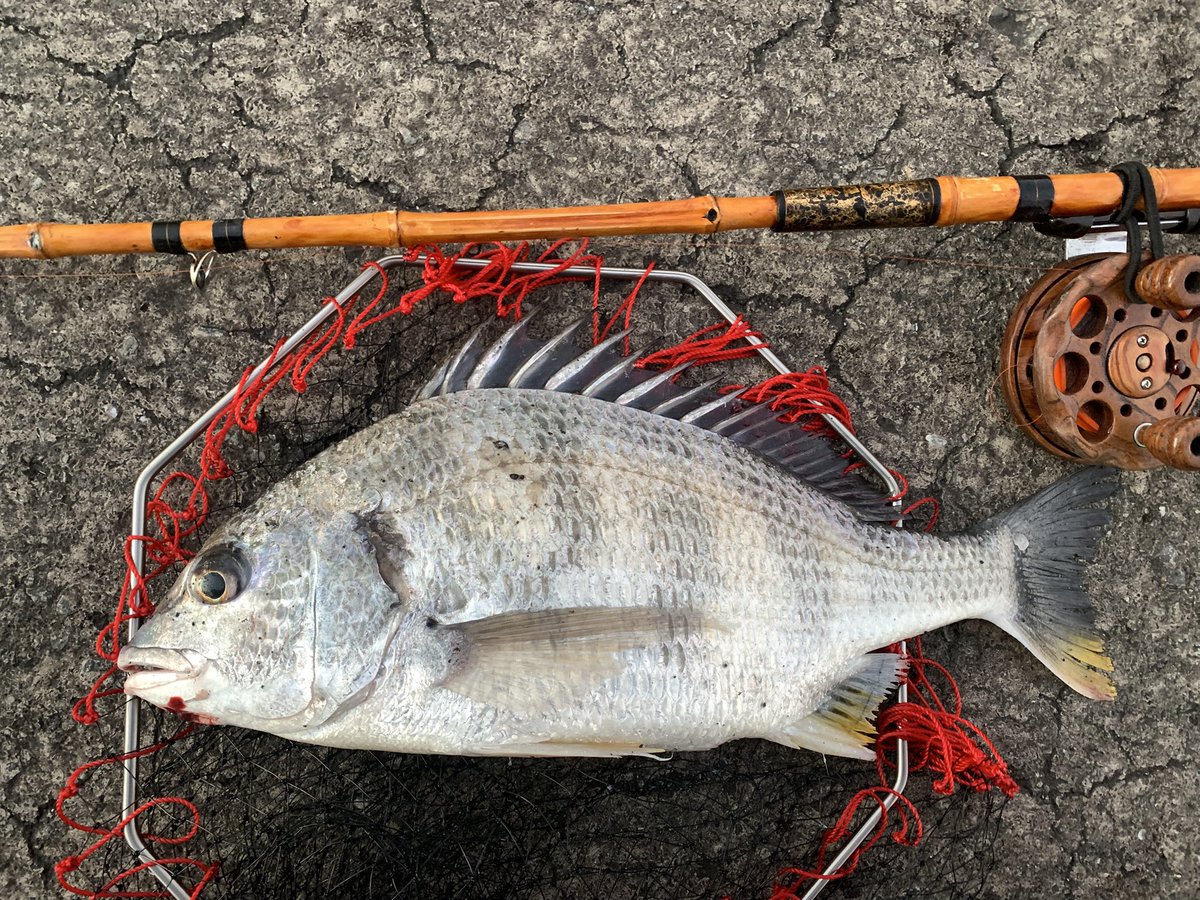 2回のすっぽ抜けの後釣れたのは黄色い方でした