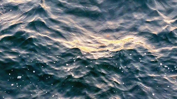 海