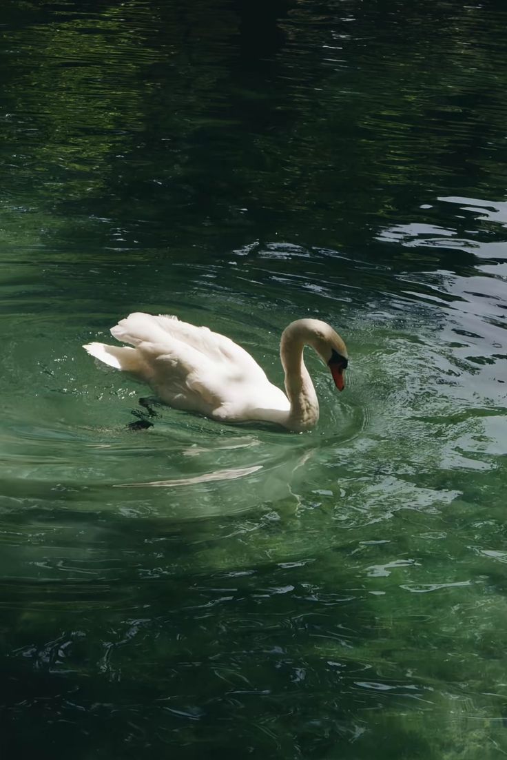 elemmiressoul's tweet image. ˚˖𓍢ִ໋🦢˚ִֶָ𓂃