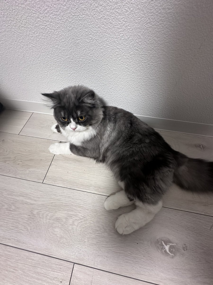 GE812_'s tweet photo. そんな隅っこ���どうしたの？🥺

#スコティッシュフォールド #cat 
#猫のいる幸せ #猫のいる暮らし #猫のいる生活 #猫好きさんと繋がりたい https://t.co/H8RWeCo0cy