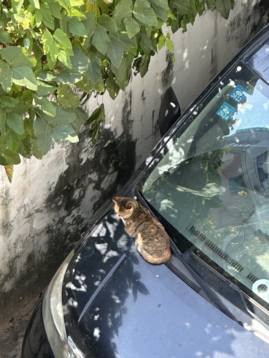 Topi626342's tweet photo. 看不到头的上班生活还不如小猫 https://t.co/XJhPo3d70t