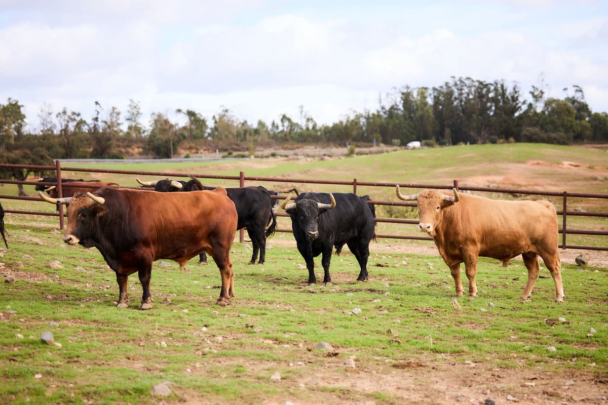 Una mañana de enero. La estampa y la personalidad en las hechuras de los toros. 

#ElPrivilegiodelCampoBravo