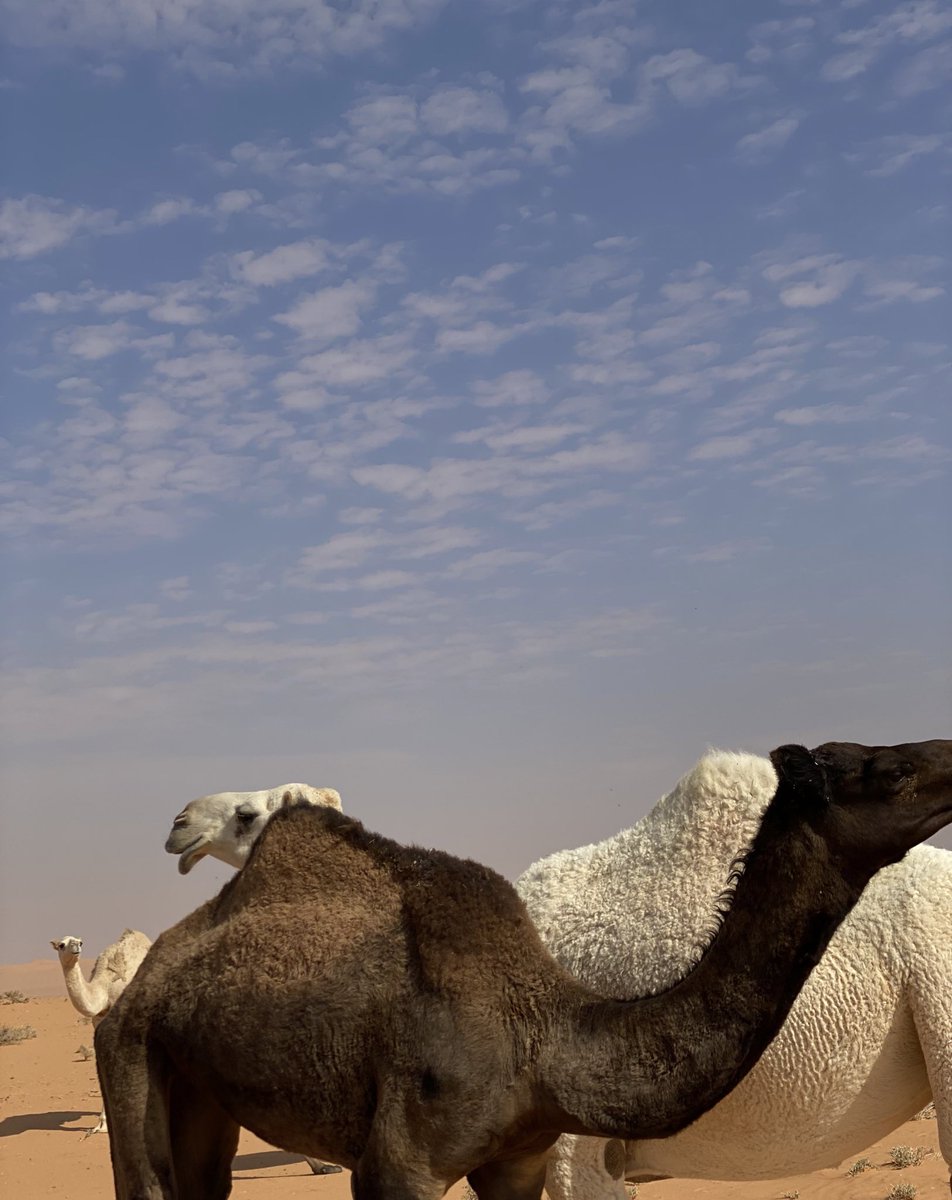 Abdulrahman tweet media