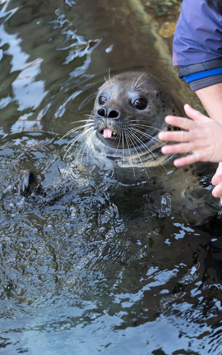 カブト

#ゴマフアザラシ
#下田海中水族館