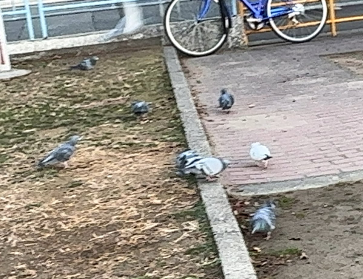 privatenjoy's tweet image. 朝の通勤時に久々に良く通る公園にハト🐦の群れが集まっていてうち1羽に白いハトがいました。あまり近づき過ぎると逃げられそうな気がしたので少し離れて撮影。折角なので動画もと思い用意してたら突然ハト全羽が一斉に飛び立って行きました。

不定期に公園に来てくれてのかも

#ハト🐦
#白いハト
