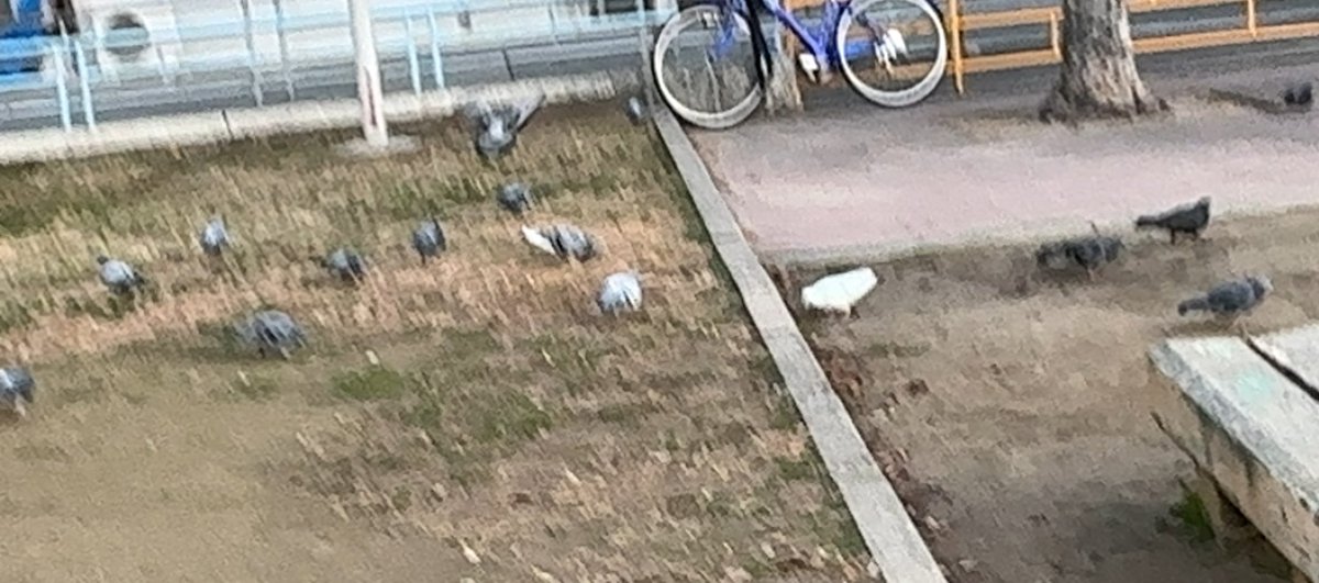 privatenjoy's tweet image. 朝の通勤時に久々に良く通る公園にハト🐦の群れが集まっていてうち1羽に白いハトがいました。あまり近づき過ぎると逃げられそうな気がしたので少し離れて撮影。折角なので動画もと思い用意してたら突然ハト全羽が一斉に飛び立って行きました。

不定期に公園に来てくれてのかも

#ハト🐦
#白いハト