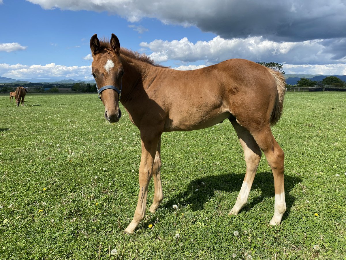 牧場ウマウマ マチウマ牧場 ホースセラピー馬塾